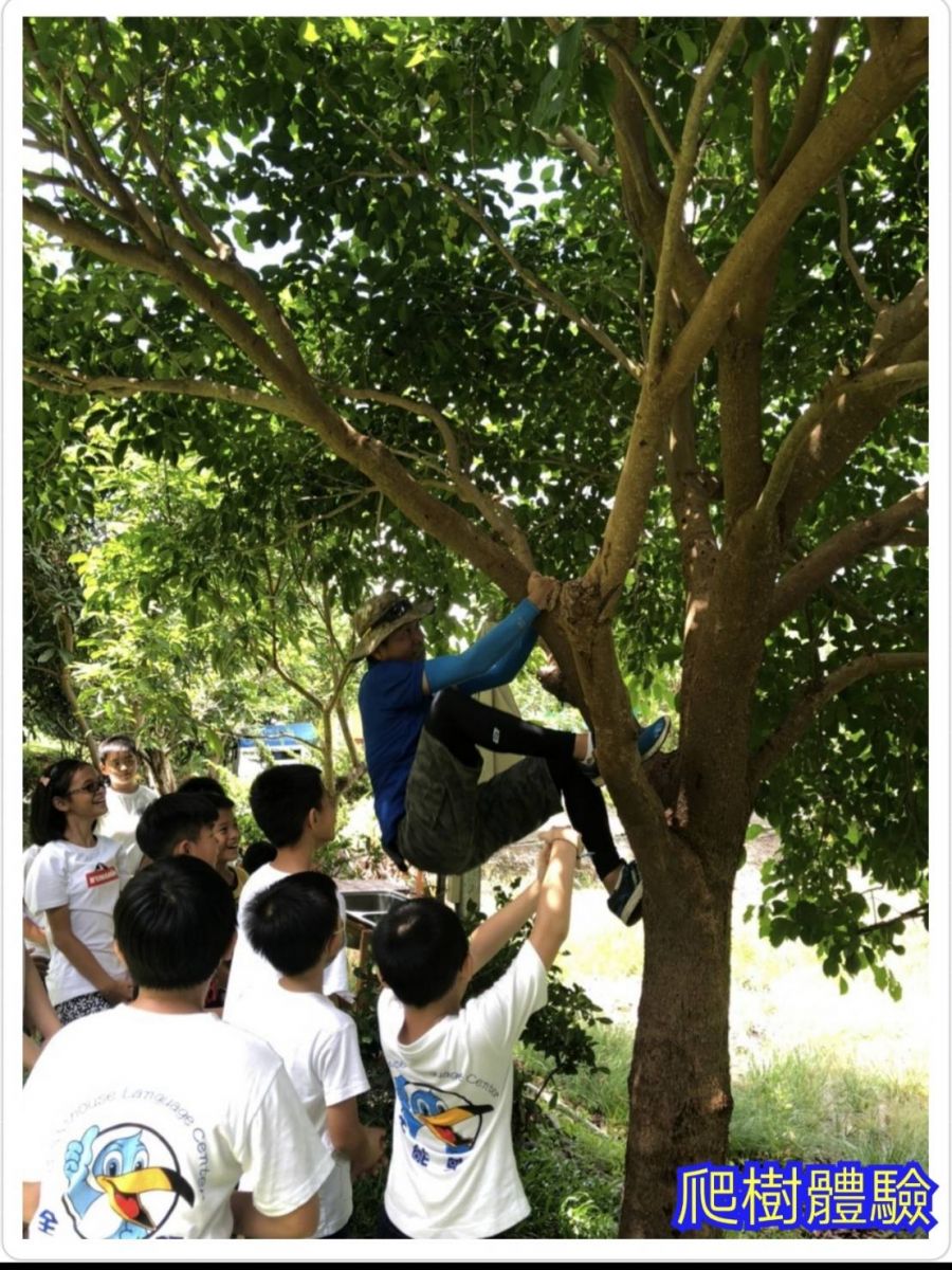 爬樹體驗